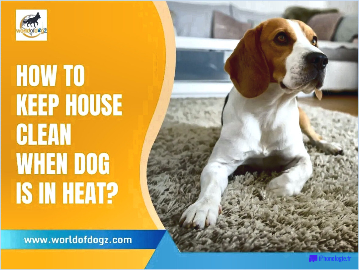 Comment garder la maison propre lorsque la chienne est en chaleur?
