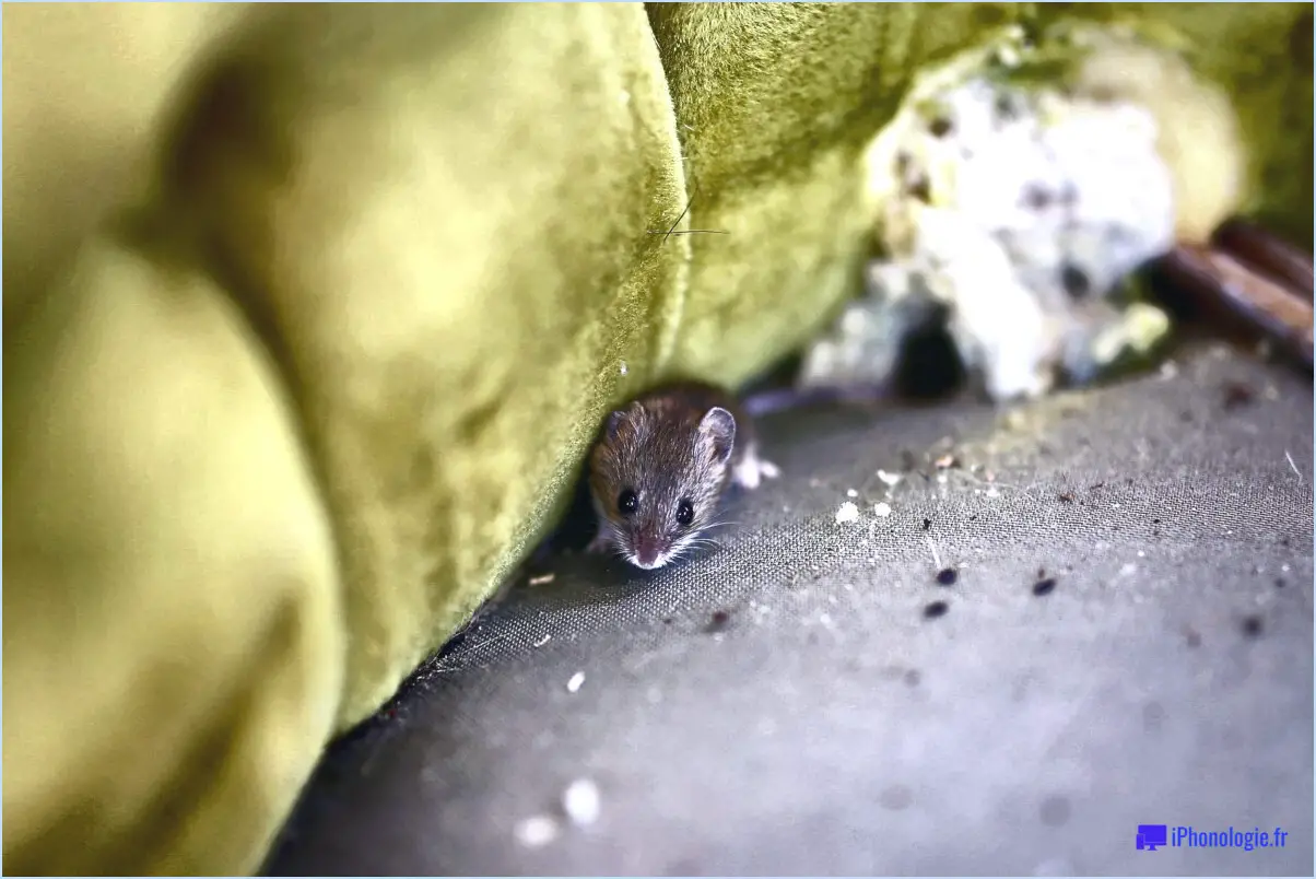 Comment nettoyer un canapé après la présence de souris?
