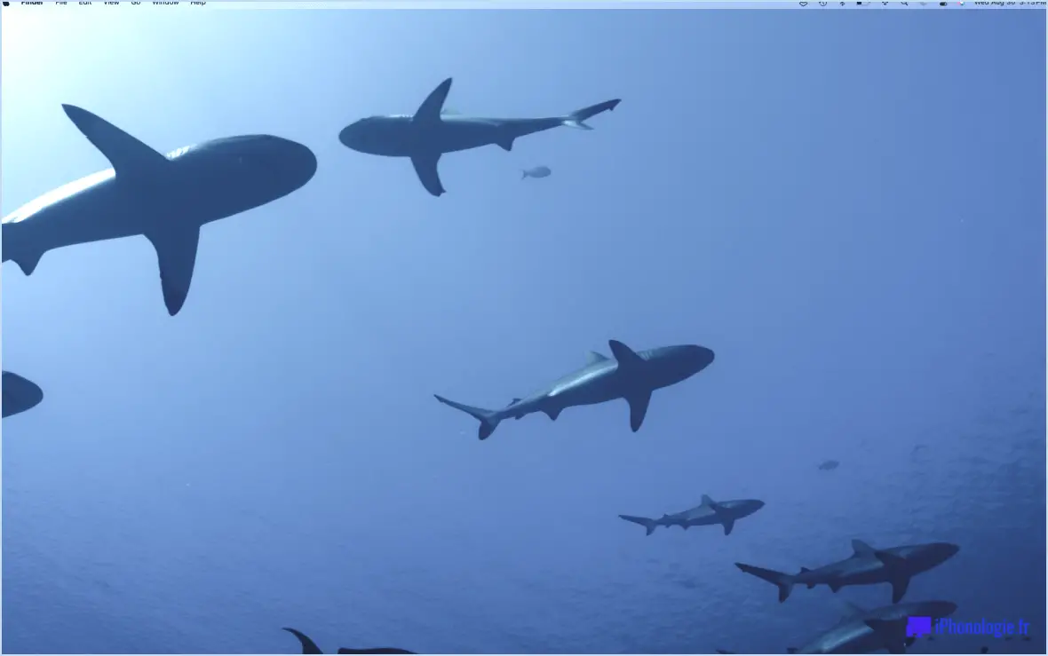 Fond d'écran MacOS Sonoma: requins de récif gris