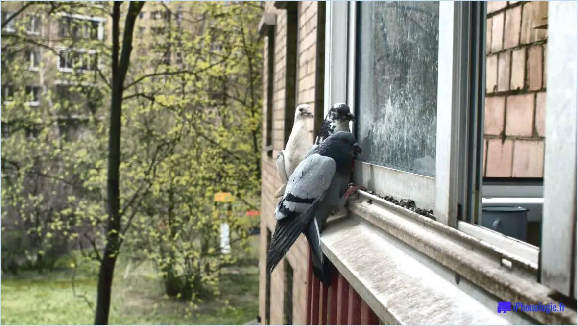Comment empêcher les oiseaux de picorer les fenêtres?