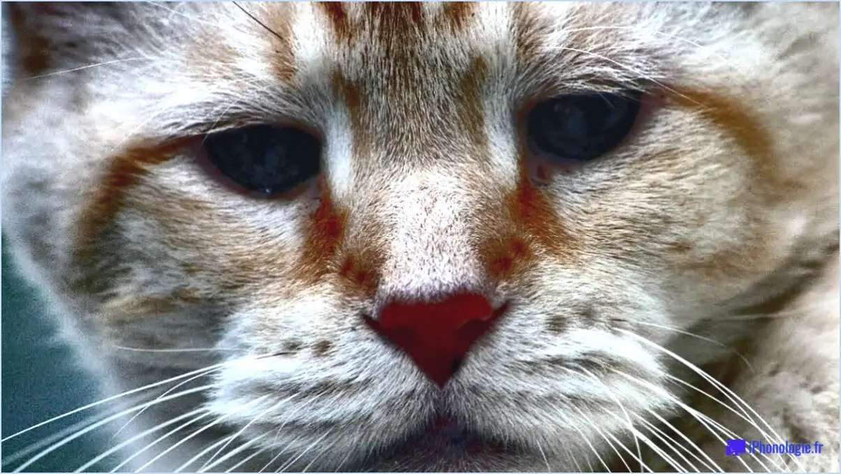 Comment nettoyer les taches de larmes de chat?