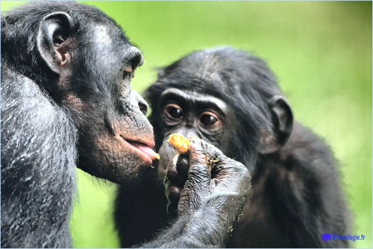 Comment supprimer un compte bonobos?