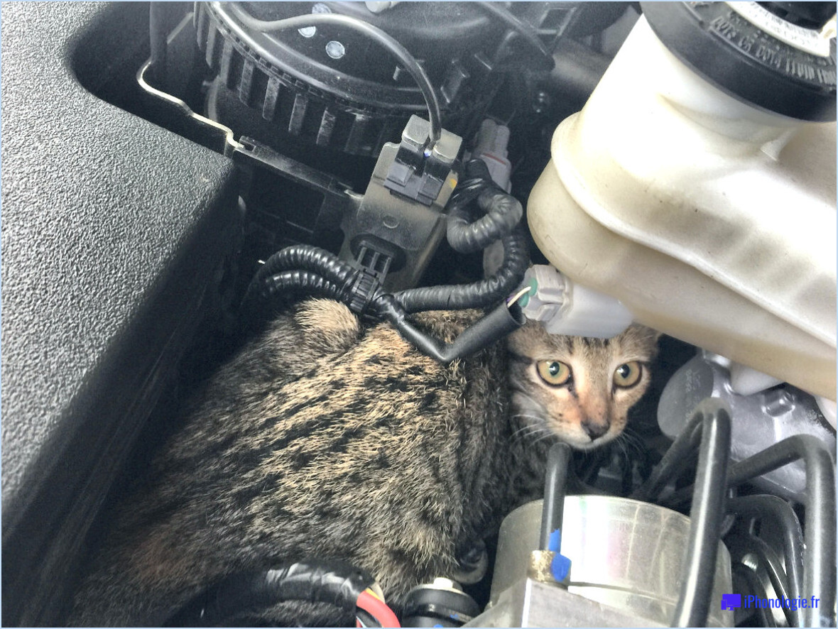 Comment enlever un chat d'un moteur de voiture?
