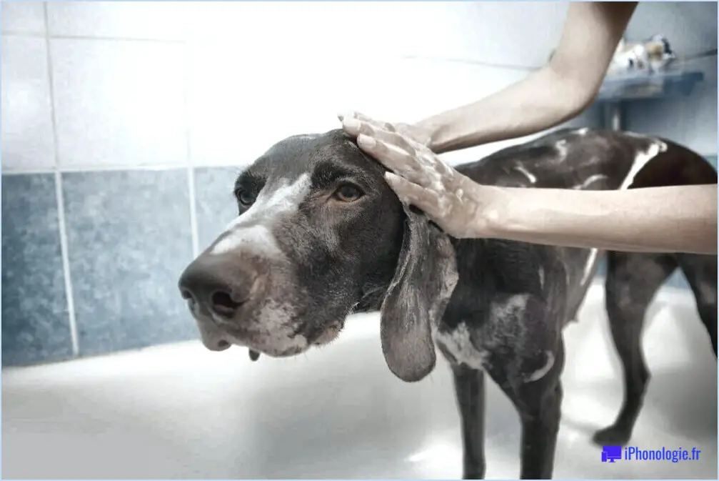 Comment garder les chiens propres entre les bains?