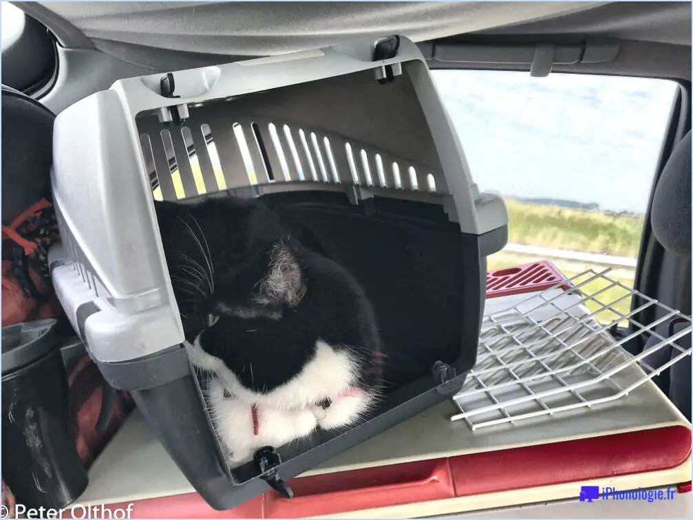 Comment transporter un chat dans une voiture sans caisse de transport?