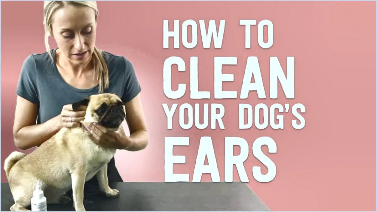 Comment nettoyer les oreilles d'un carlin?