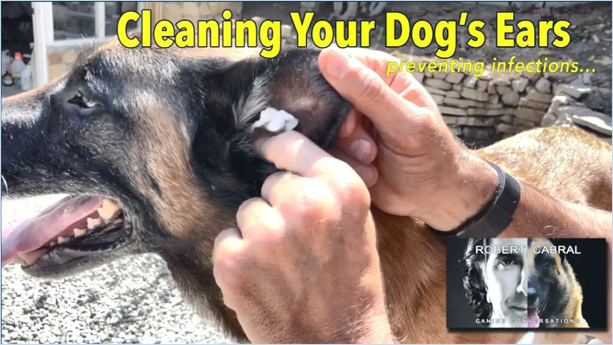 Comment nettoyer les oreilles d'un berger allemand?