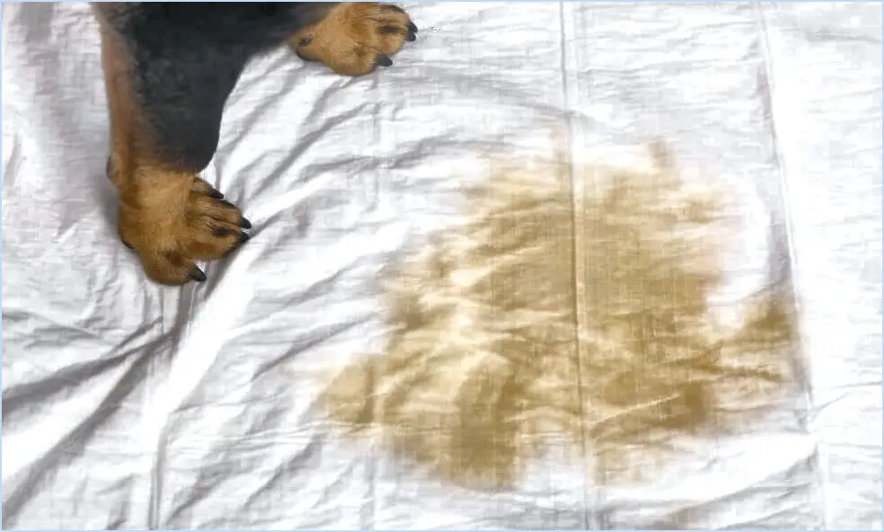 Comment nettoyer un lit de chien avec de la pisse?