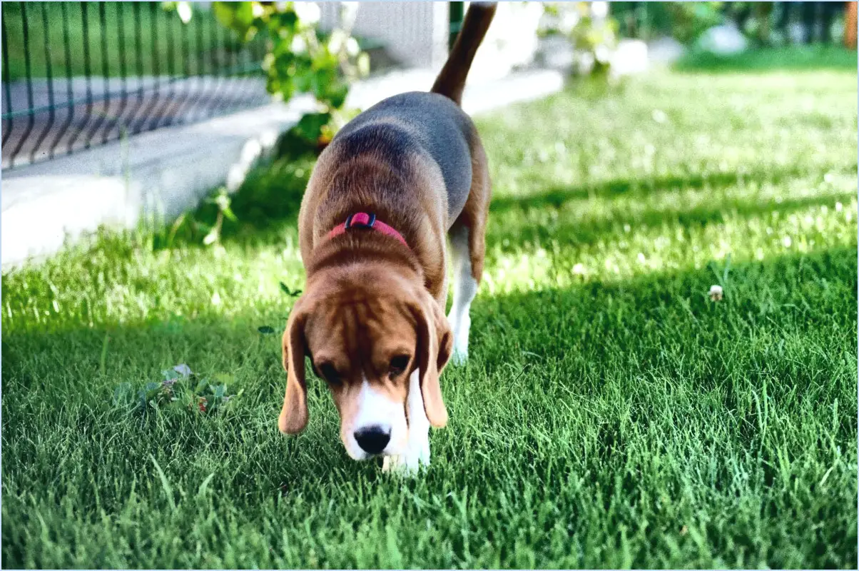 Peut-on annuler une commande chez Petco?